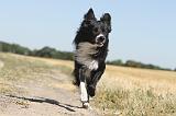 BORDER COLLIE 142